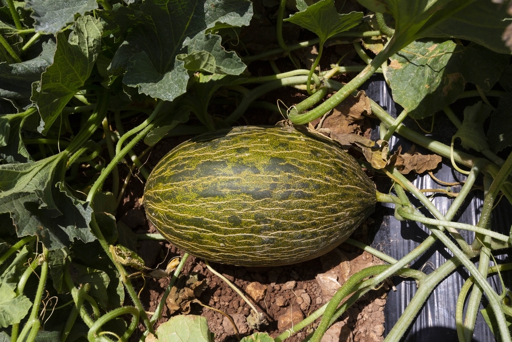 Interprofesional de Melón y Sandía rechaza recortes de agua