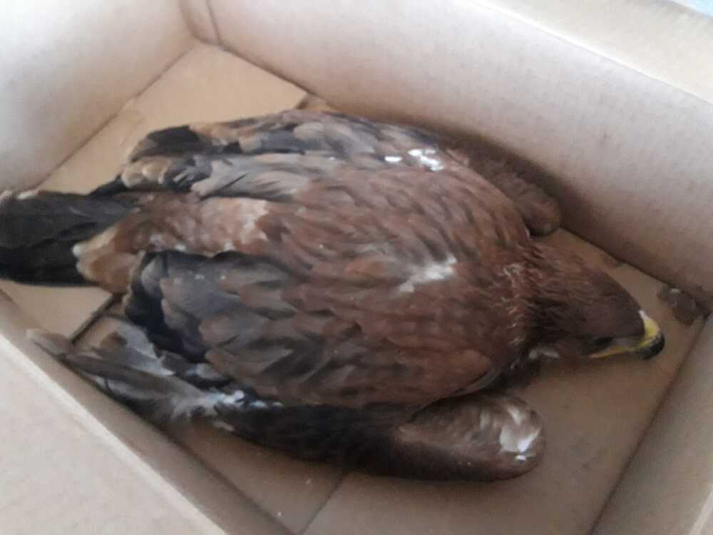 Agentes Medioambientales rescatan tres pollos de águila imperial en  Herencia | Noticias La Tribuna de Ciudad Real