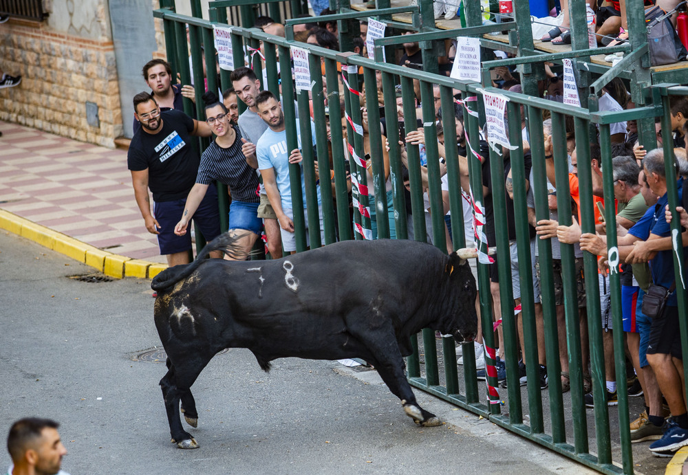 Encierros de Fernán Caballero, toros, toro, encieros de toros, encierro fernandúco, encierro en Fernan Caballero  / RUEDA VILLAVERDE