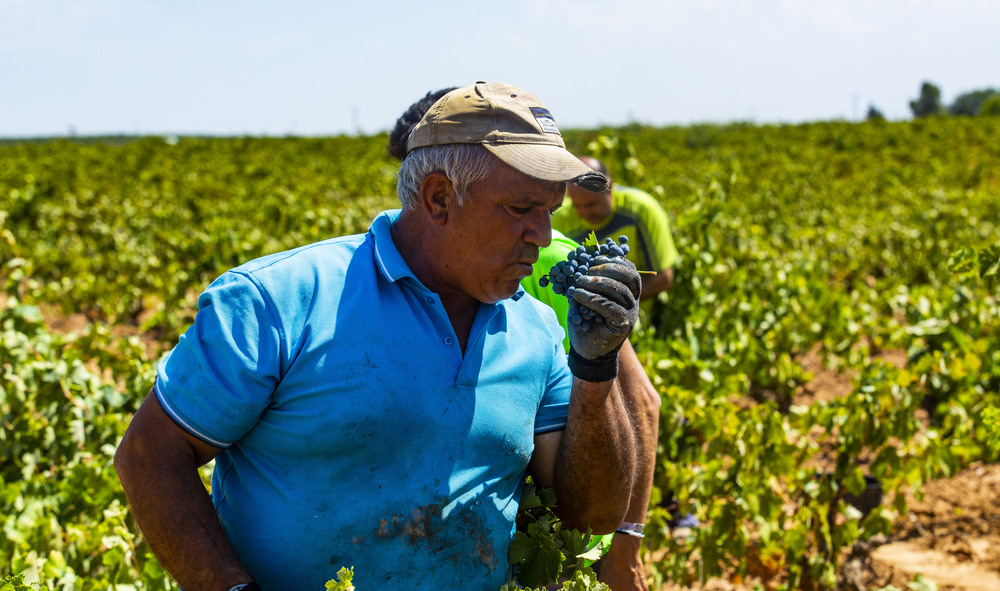 VENDIMIA, UVA, GENTE VENDIMIANDO, VINO, AGRICULTURA, CAMPO, TRABAJADORES EN LA VENDIMIA  / RUEDA VILLAVERDE