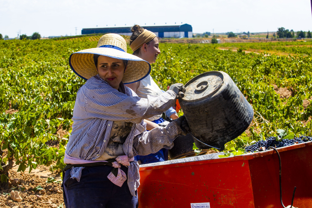 VENDIMIA, UVA, GENTE VENDIMIANDO, VINO, AGRICULTURA, CAMPO, TRABAJADORES EN LA VENDIMIA  / RUEDA VILLAVERDE