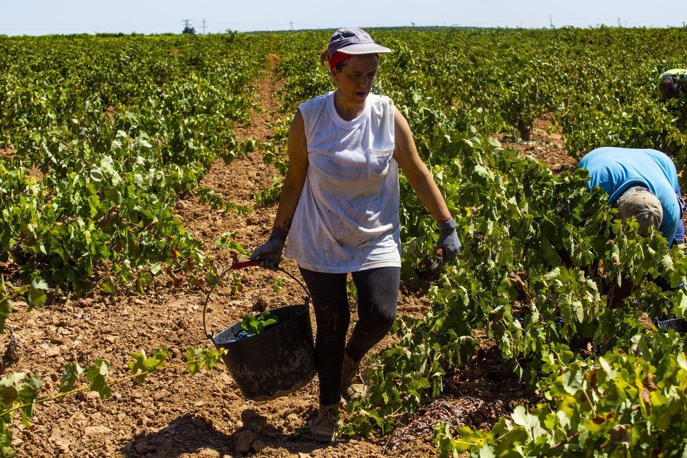 VENDIMIA, UVA, GENTE VENDIMIANDO, VINO, AGRICULTURA, CAMPO, TRABAJADORES EN LA VENDIMIA  / RUEDA VILLAVERDE