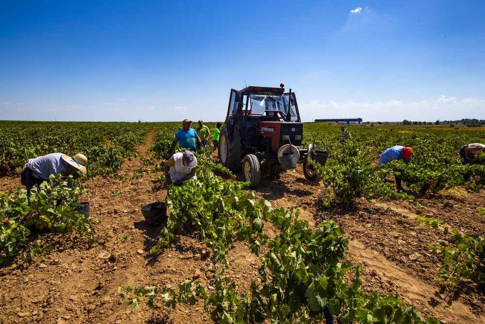 VENDIMIA, UVA, GENTE VENDIMIANDO, VINO, AGRICULTURA, CAMPO, TRABAJADORES EN LA VENDIMIA  / RUEDA VILLAVERDE