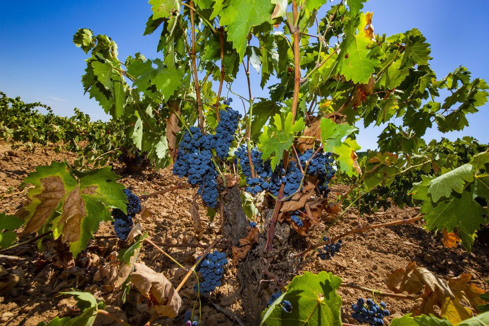 VENDIMIA, UVA, GENTE VENDIMIANDO, VINO, AGRICULTURA, CAMPO, TRABAJADORES EN LA VENDIMIA  / RUEDA VILLAVERDE