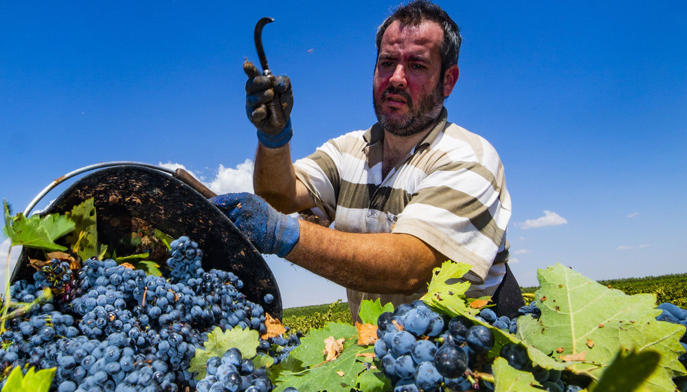 VENDIMIA, UVA, GENTE VENDIMIANDO, VINO, AGRICULTURA, CAMPO, TRABAJADORES EN LA VENDIMIA  / RUEDA VILLAVERDE