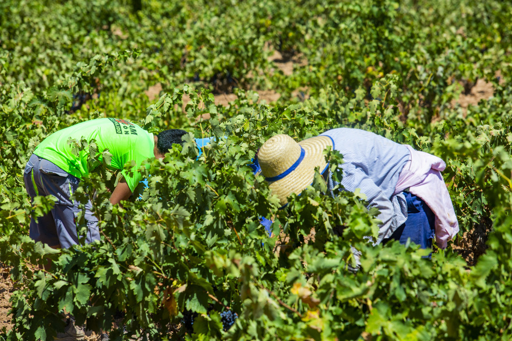 VENDIMIA, UVA, GENTE VENDIMIANDO, VINO, AGRICULTURA, CAMPO, TRABAJADORES EN LA VENDIMIA  / RUEDA VILLAVERDE