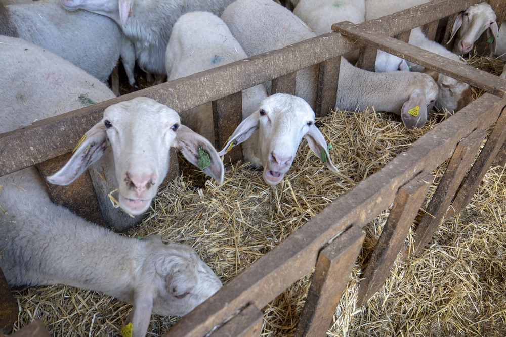 Understanding Bluetongue Disease in Spanish Livestock: Vaccination Measures, Impact, and Management amid Climate Change