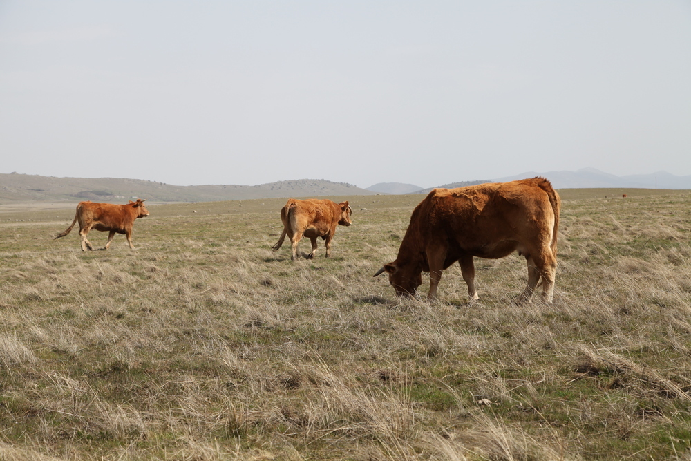 Understanding and Managing Epizootic Hemorrhagic Disease (EHE) in Cattle: Insights from Veterinary Specialists and the Current Situation in Spain