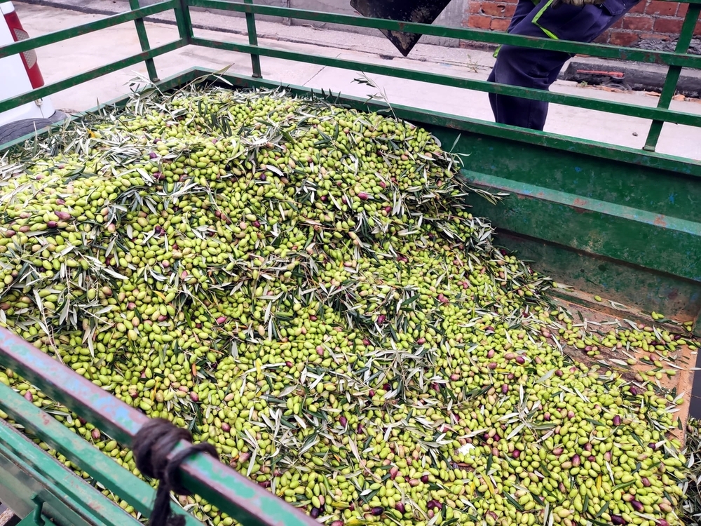 El Progreso estrena su nuevo Ojos del Guadiana Sauvignon Blanc