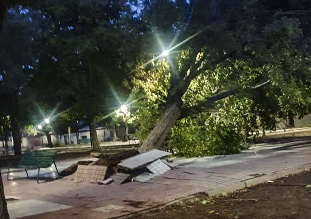 Uno de los árboles caídos en Puertollano por el viento en la barriada Cañamares