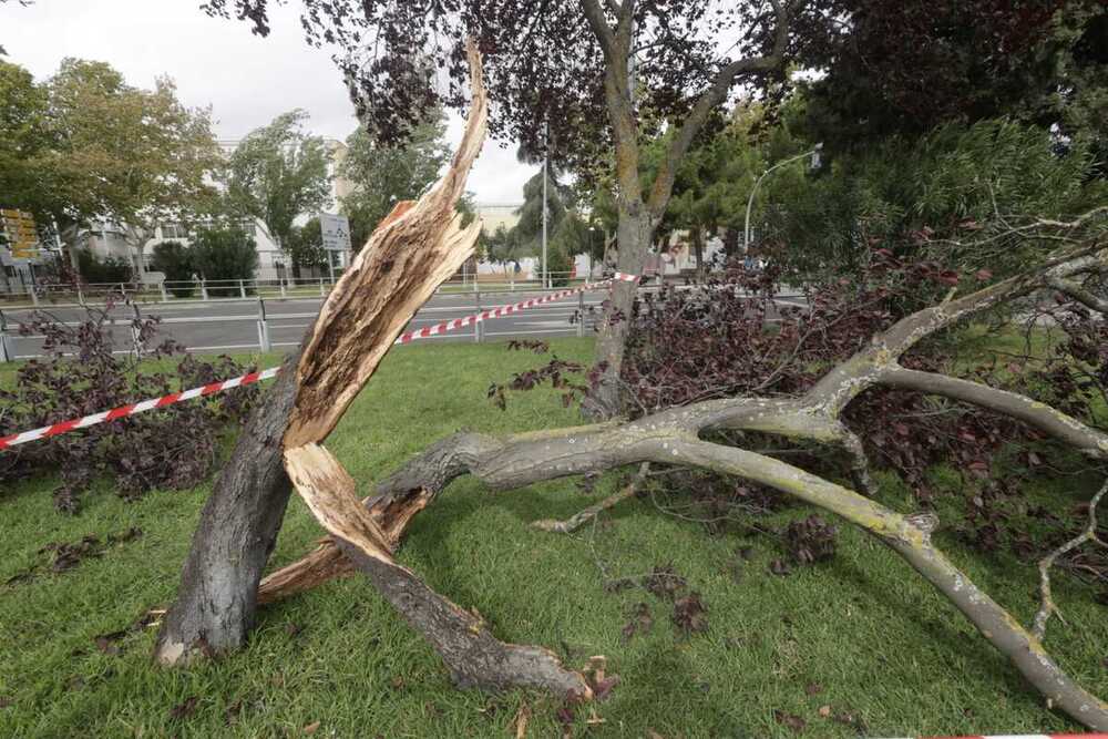 El viento y la lluvia deja ya 13 incidencias en la provincia