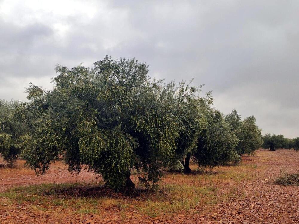 Villarrubia plantea contratar seguridad privada en el campo