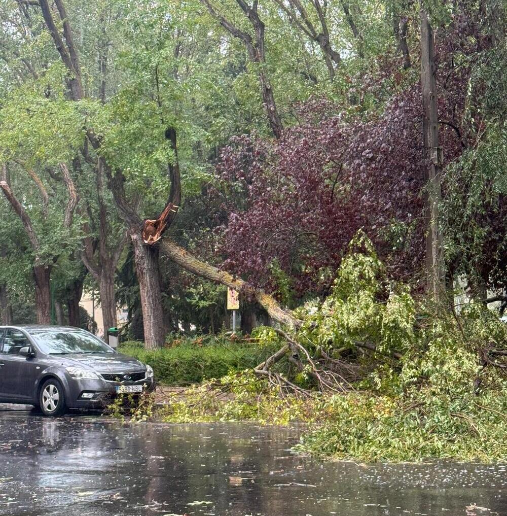 Un árbol roto por las fuertes rachas de viento frente al centro de salud de Pío XII.