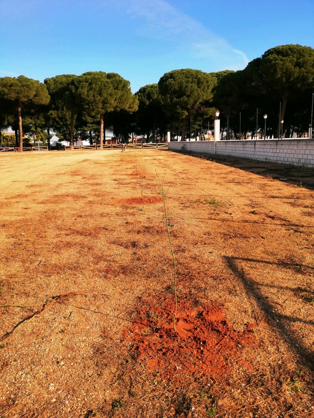 Arenales hace trabajos de repoblación en el Parque Municipal