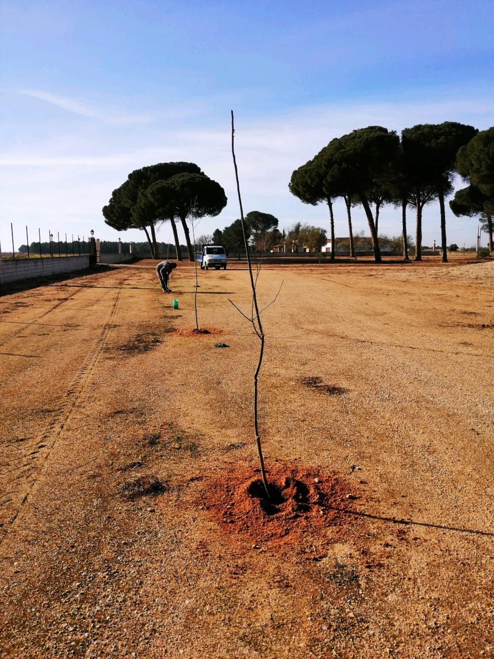 Arenales hace trabajos de repoblación en el Parque Municipal