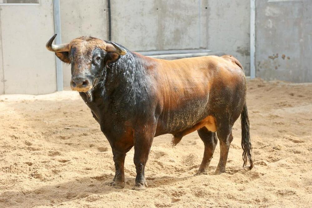 Los toros de Luis Algarra llegan a los corrales de la plaza