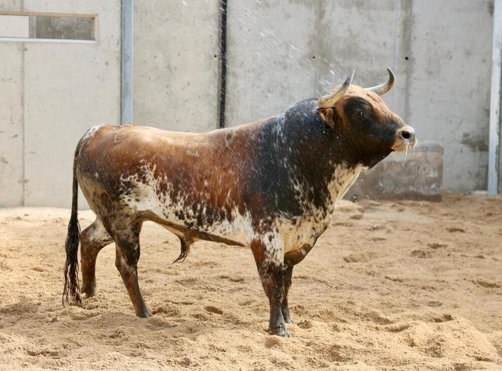 Los toros de Luis Algarra llegan a los corrales de la plaza