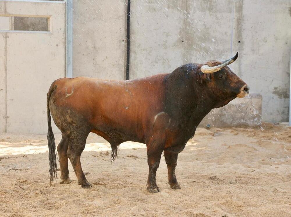 Los toros de Luis Algarra llegan a los corrales de la plaza