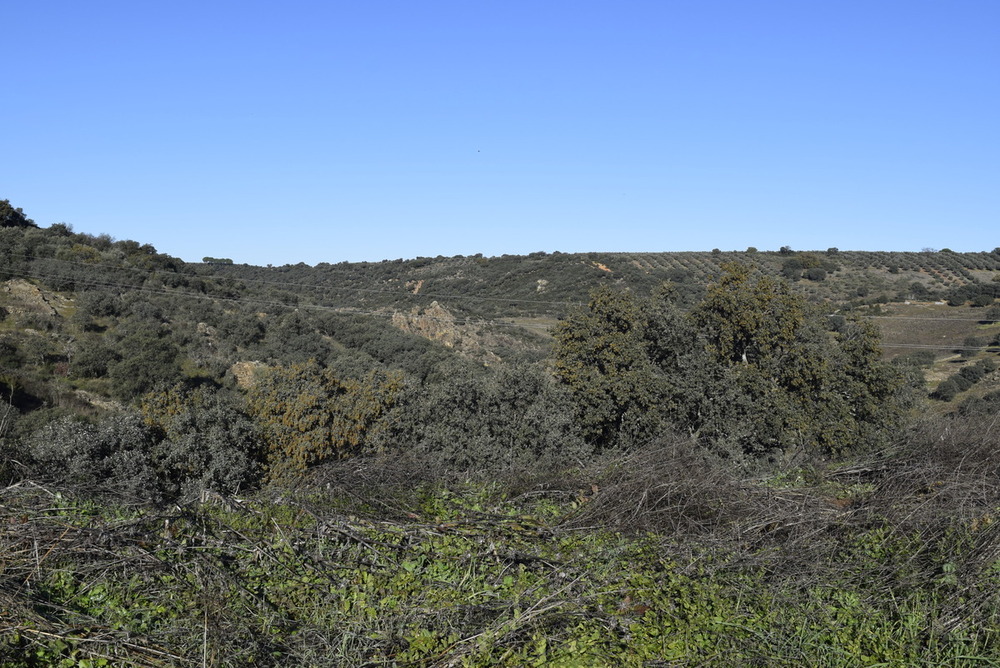 Paraje de Horcajo de los Montes.