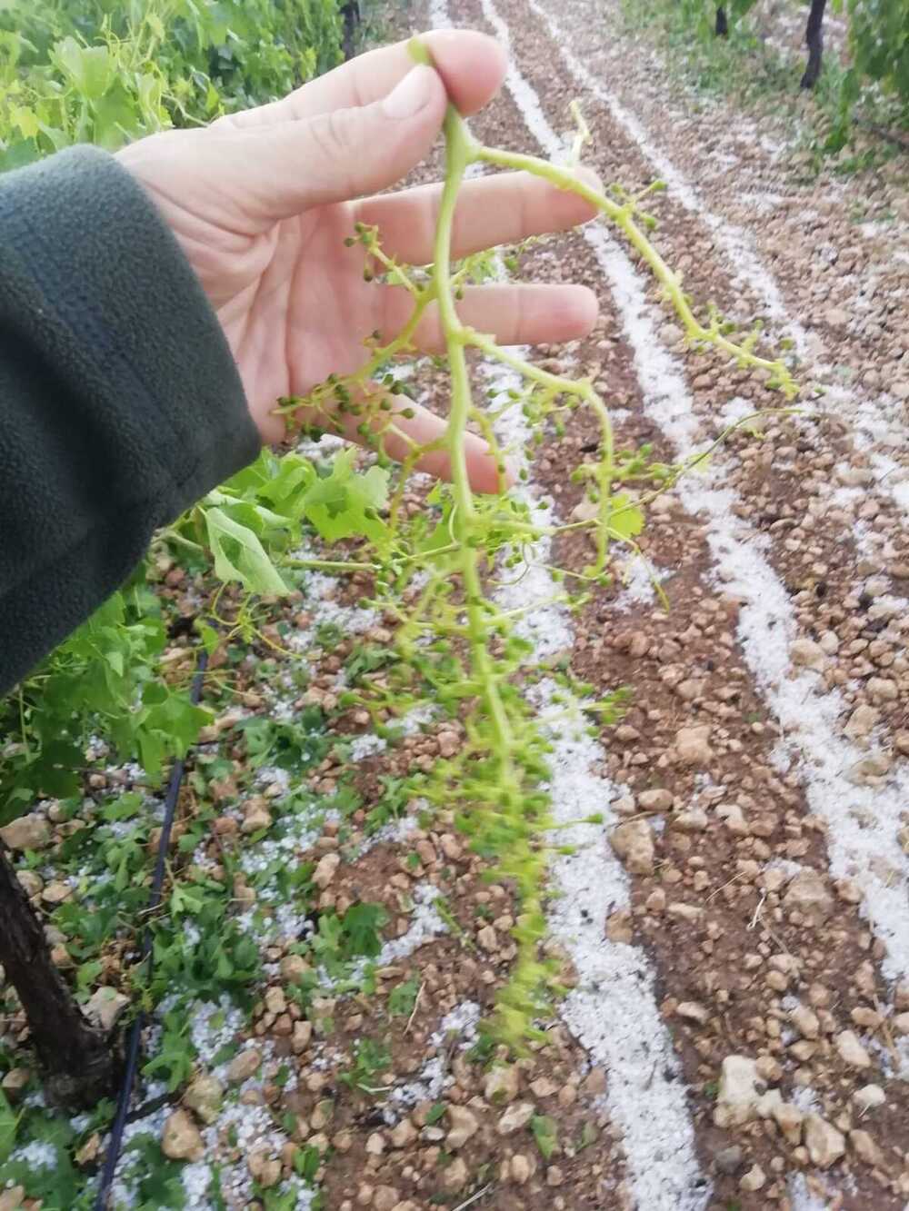 Más de 5.000 hectáreas de cultivo afectadas por el pedrisco 