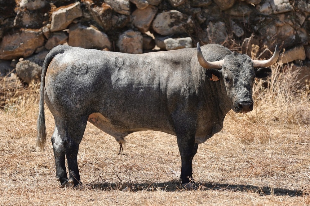 Los seis toros de Adolfo Martín para la corrida de Daimiel