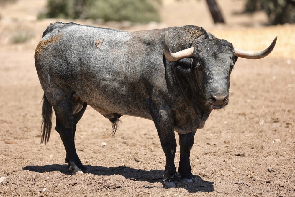 Los seis toros de Adolfo Martín para la corrida de Daimiel