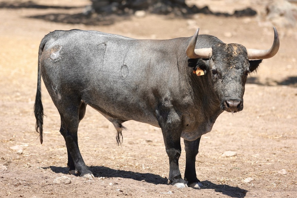 Los seis toros de Adolfo Martín para la corrida de Daimiel