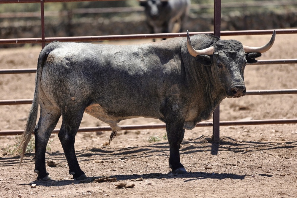 Los seis toros de Adolfo Martín para la corrida de Daimiel