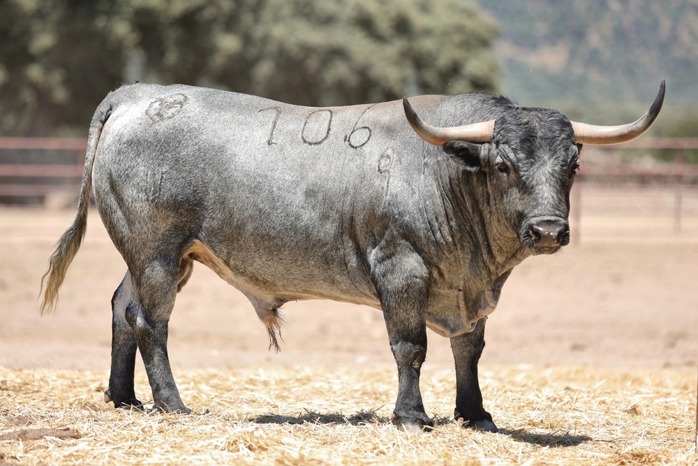 Los seis toros de Adolfo Martín para la corrida de Daimiel