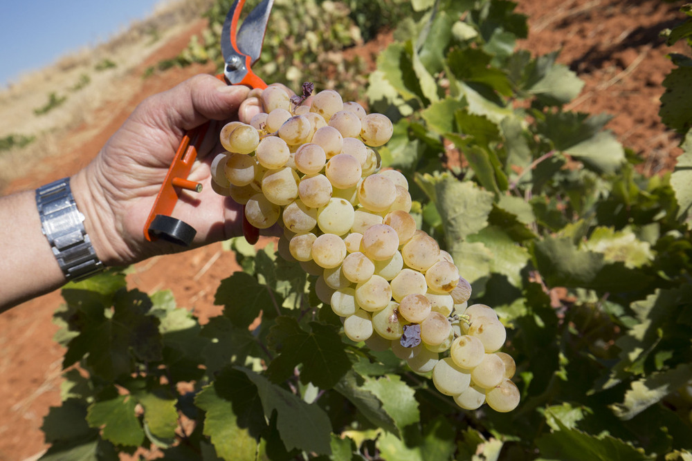 Frescura y aromas en la DOP Mondéjar