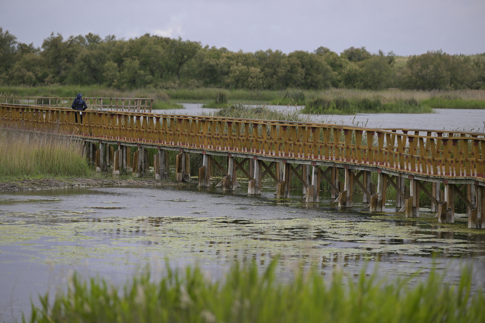 Las Tablas de Daimiel alcanzan las 623 hectáreas inundadas