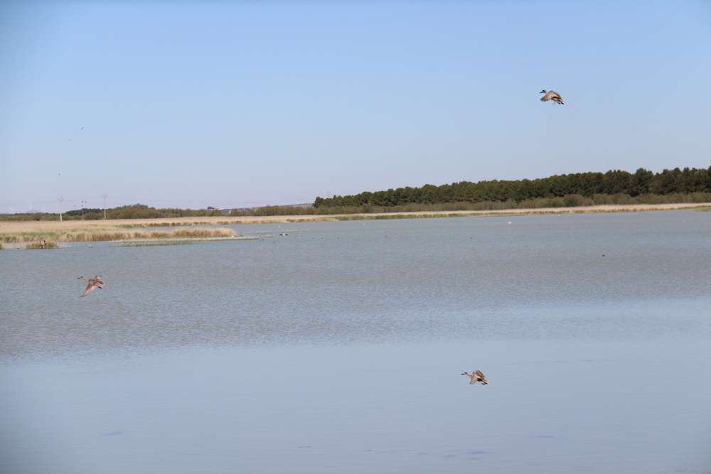 Reintroducen 20 cercetas pardillas en el Complejo Lagunar