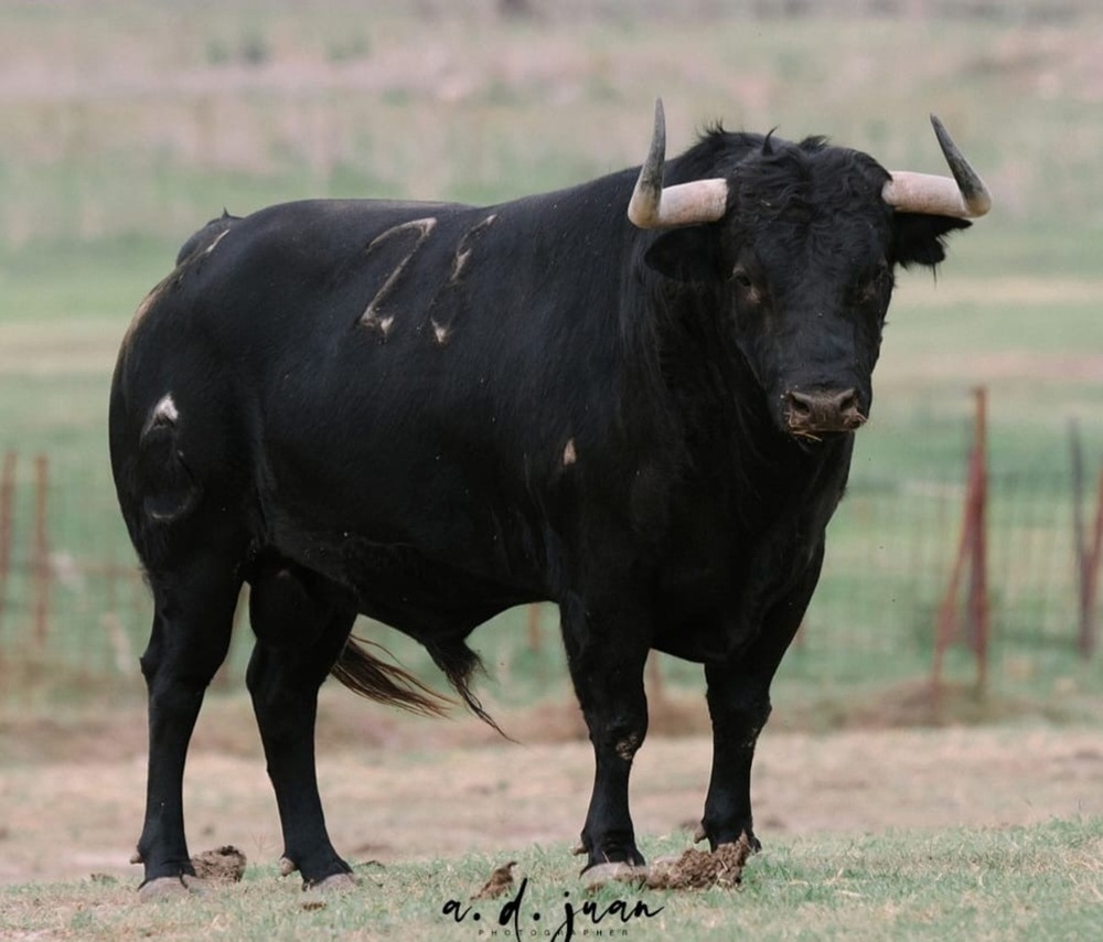 Ciudad Real va cuajando el cartel de toros para la feria