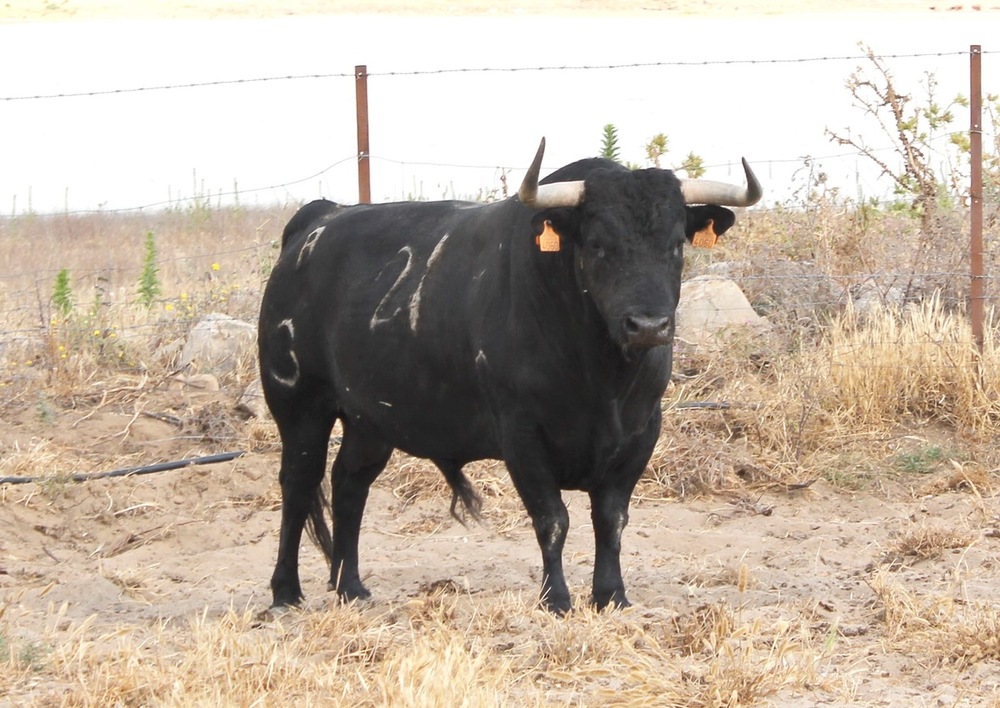 Ciudad Real va cuajando el cartel de toros para la feria