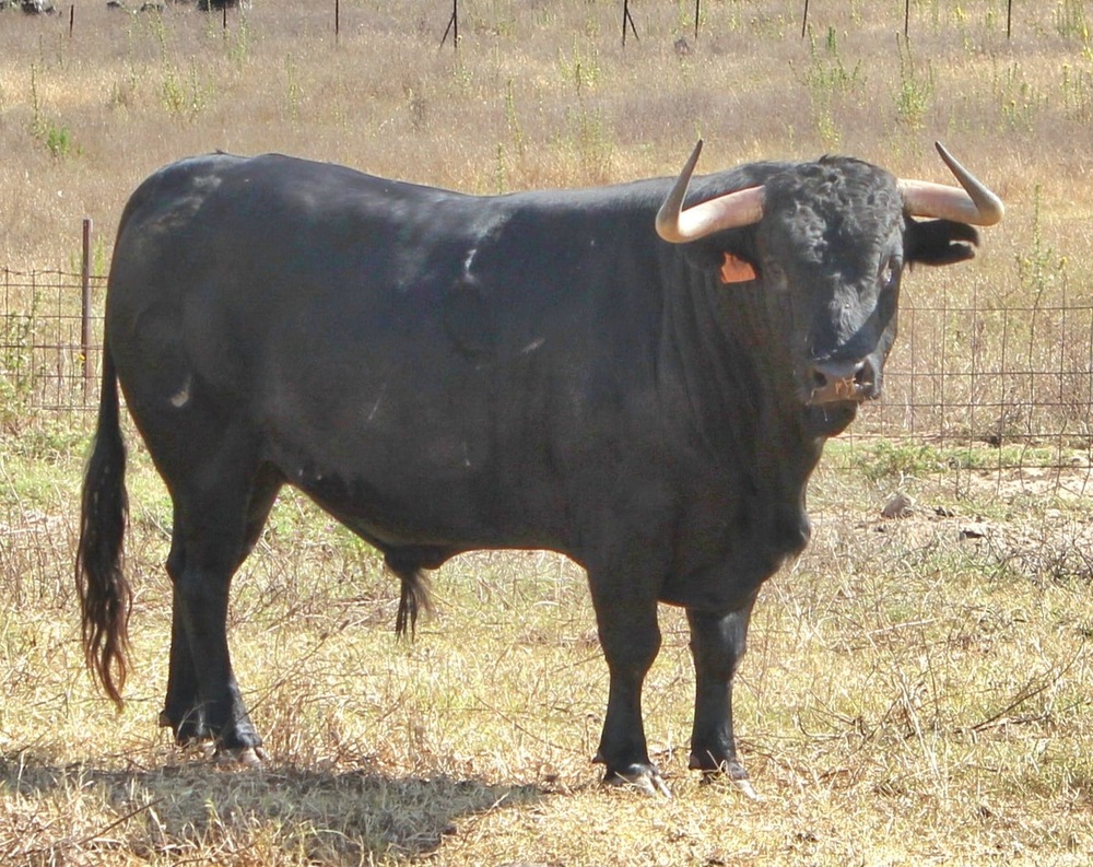 Ciudad Real va cuajando el cartel de toros para la feria