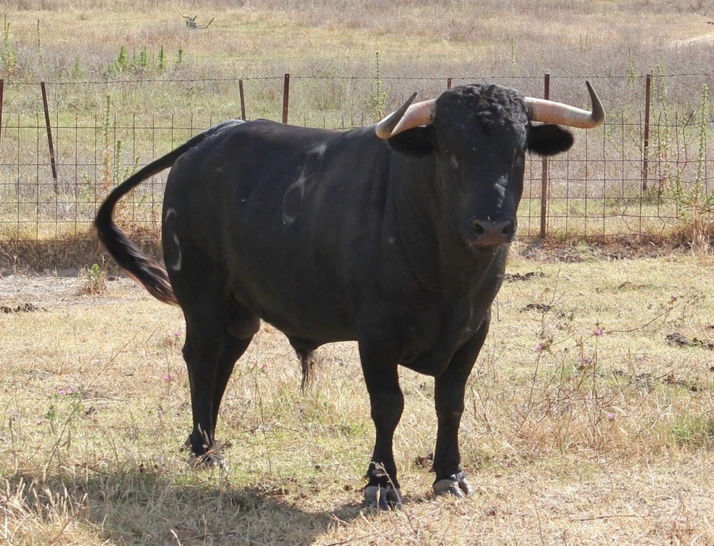 Ciudad Real va cuajando el cartel de toros para la feria