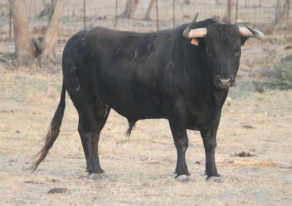 Ciudad Real va cuajando el cartel de toros para la feria