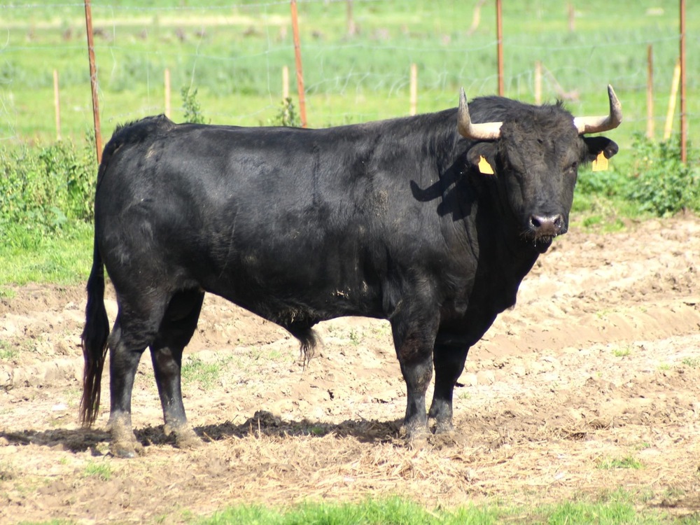 Ciudad Real va cuajando el cartel de toros para la feria