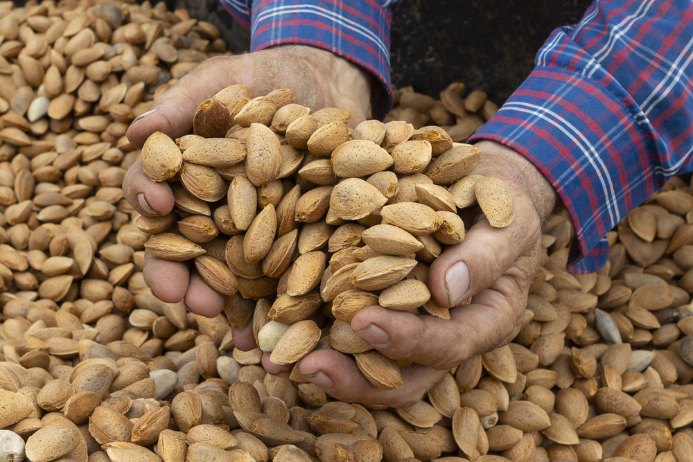 Recogida de la almendra 