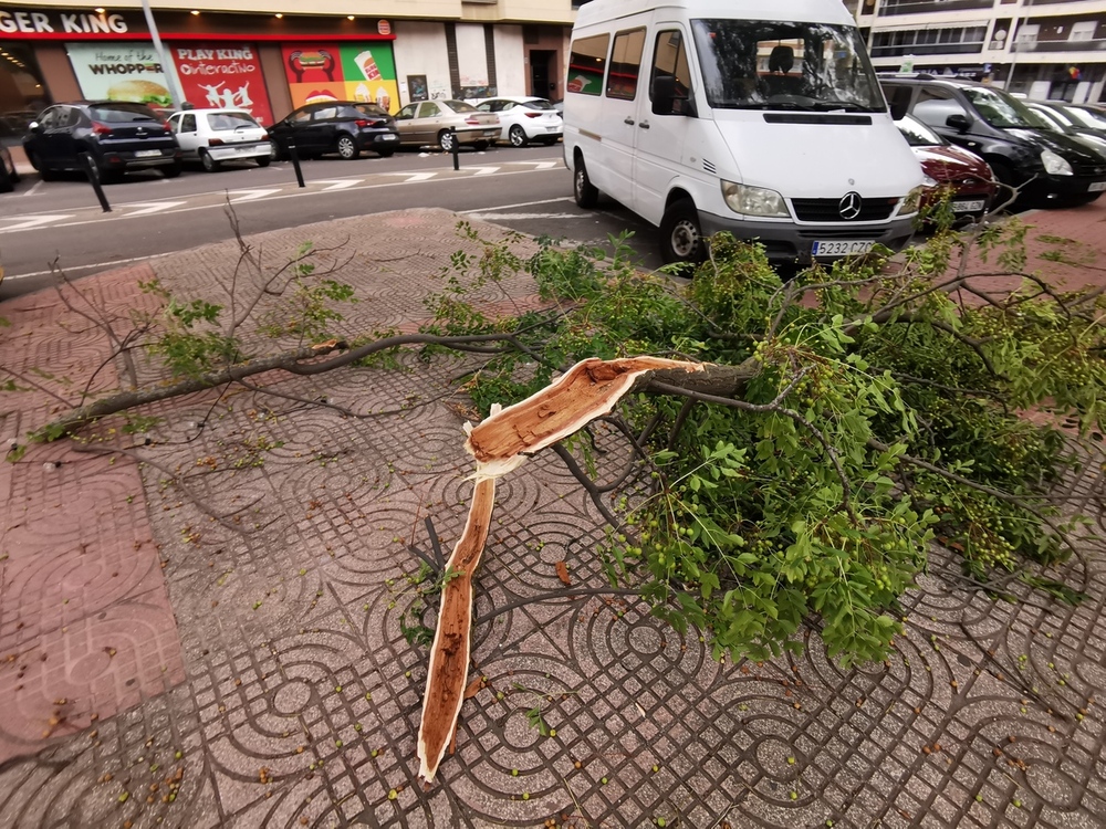 Los restos del huracán dejan ramas caídas y vientos de 65 km/h