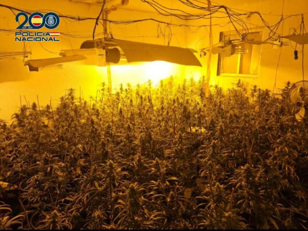 Desmantelada plantación indoor de marihuana con 450 plantas