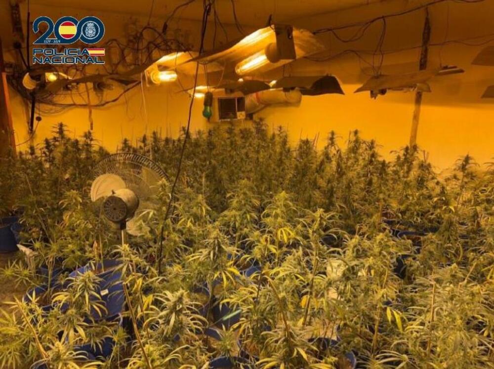 Desmantelada plantación indoor de marihuana con 450 plantas