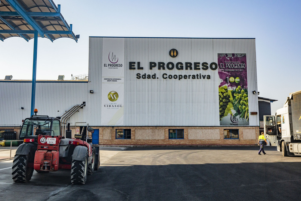 El Progreso inicia la vendimia con la recogida del Chardonnay