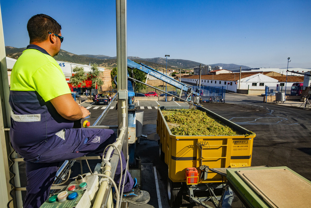 El Progreso inicia la vendimia con la recogida del Chardonnay