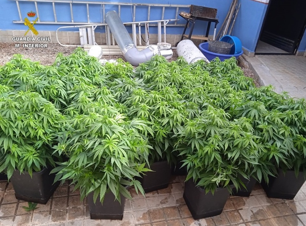 Desmantelados tres puntos de cultivo y venta de marihuana