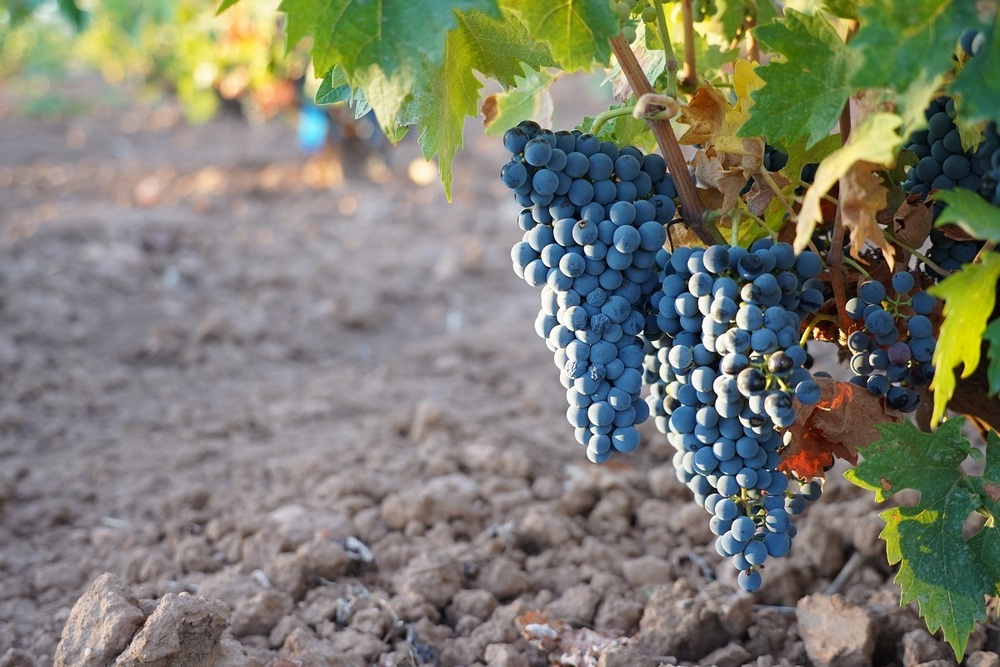 La DO La Mancha vendimia ya la tinta 'tempranillo'