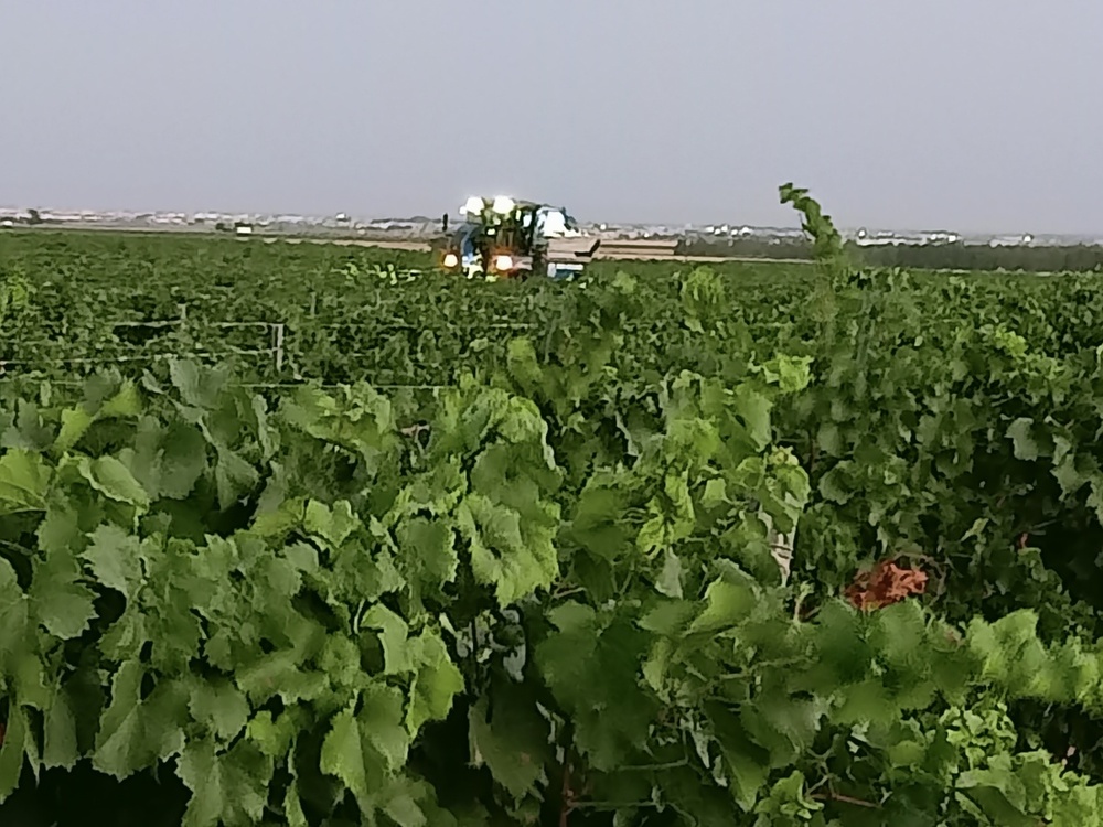 Primeras vendimias en La Mancha