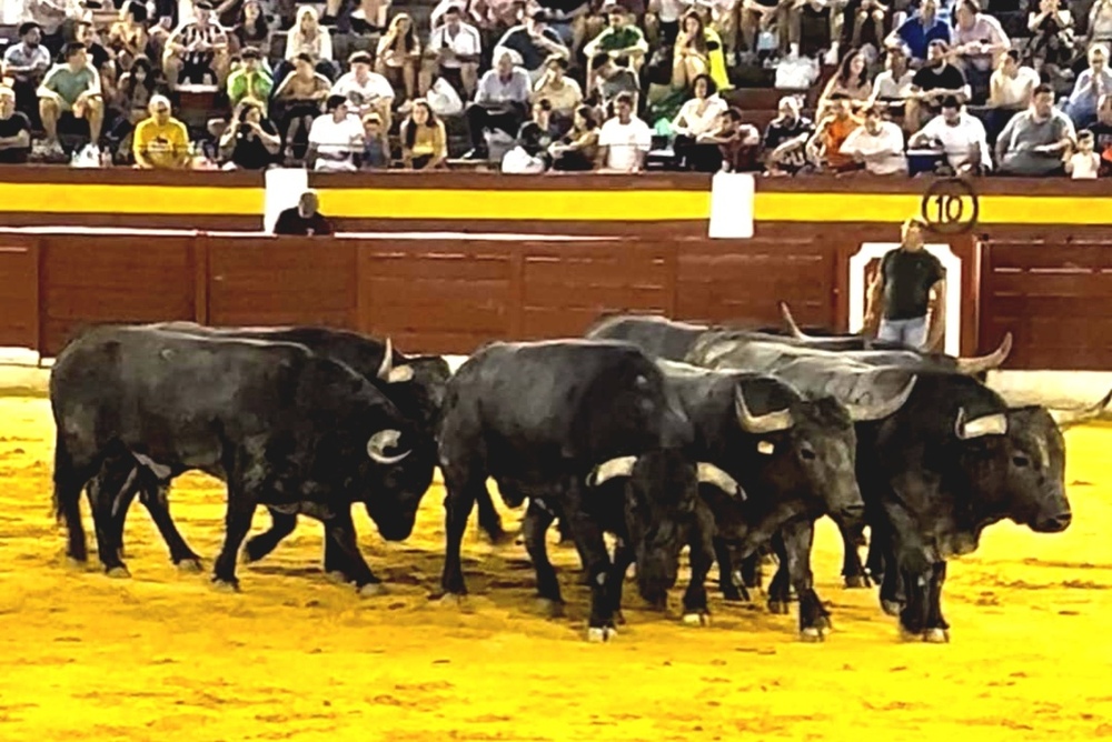 Los espectaculares 'Adolfos' desembarcan en Daimiel