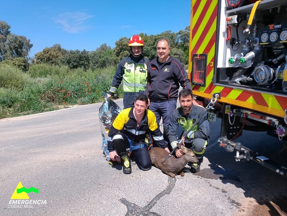 Doble rescate animal de los bomberos de Ciudad Real