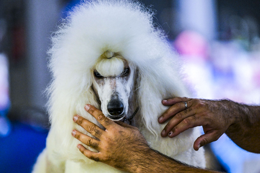 ¿Quieres ver cuáles son los ganadores del encuentro canino?